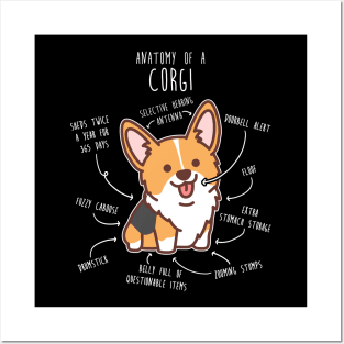 Red Headed Tri Corgi Dog Anatomy Posters and Art